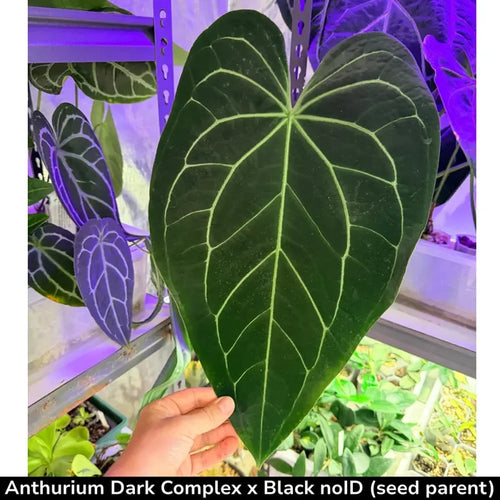 10 Anthurium (Dark Complex x Black noID) X Forgetti x seeds