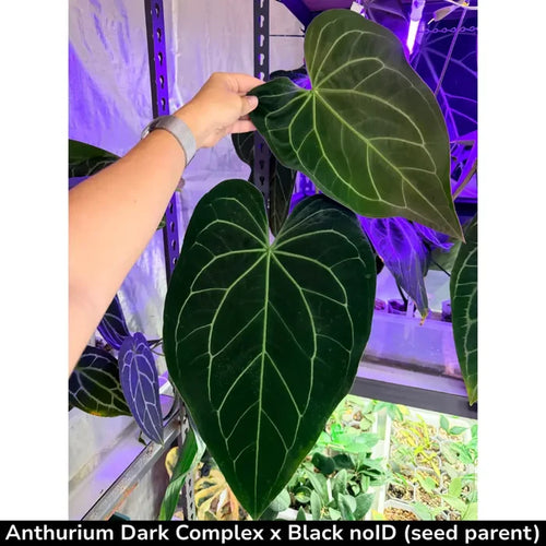 10 Anthurium (Dark Complex x Black noID) X Forgetti x seeds