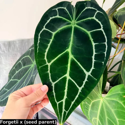 10 Anthurium Forgetii hybrid Seeds