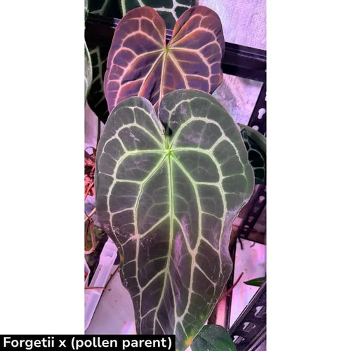 10 Anthurium Forgetii hybrid Seeds