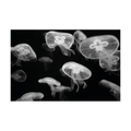 Pjatteryd jellyfish canvas